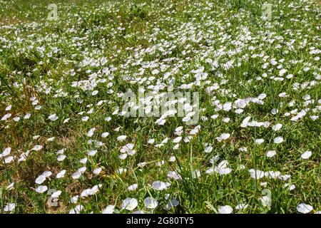 Feldbindekraut Convolvulus arvensis unter Gras im Sommer Stockfoto