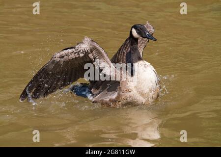 Nahaufnahme einer kanadischen Gans, die beim Baden in einem flachen Bach mit den Flügeln flattern. Stockfoto