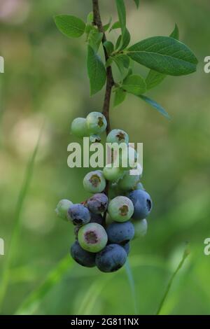 Heidelbeeren reifen im Sommer auf Sträuchern auf einem Bio-Bauernhof Stockfoto