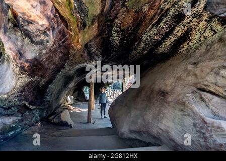 Im Inneren des gefallenen Monarch-Baumes befindet sich ein hohler riesiger Mammutbaum in Grant Grove, Kings Canyon National Park. Stockfoto