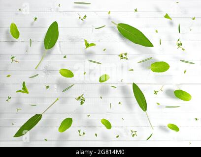 Floraler Hintergrund. Grüne frische Blätter auf einer weißen Holzfläche. Stockfoto