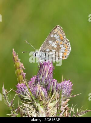 Ein nordbrauner Argusschmetterling (Aricia artaxerxes), fotografiert in lanarkshire, Schottland Stockfoto