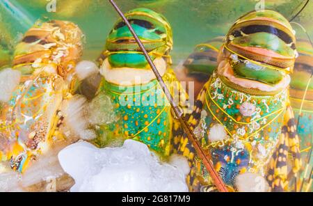 Krabben Hummer und andere ekelhafte Meeresfrüchte Thai-Küche auf dem Bangrak-Markt auf Koh Samui in Thailand. Stockfoto