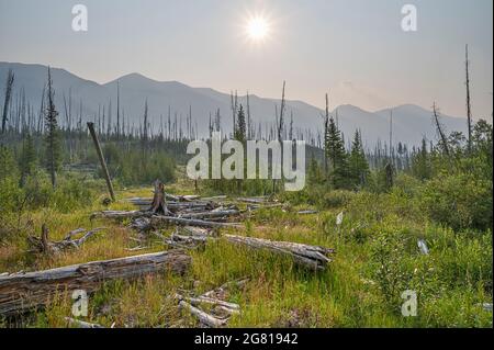 Waldboden und rauchiger Himmel im Kootenay National Park, British Columbia, Kanada Stockfoto