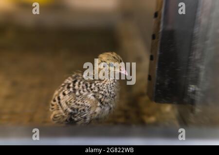 Inländische japanische Wachtel Baby Huhn in einem Käfig in einem Hühnerstall gehalten, aus der Nähe Stockfoto