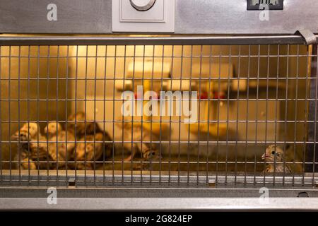 Einheimische japanische Wachteln gehalten Baby Hühner werden in einem Bruder in einem Hühnerstall gehalten, konzentrieren sich auf Brutgitter Stockfoto