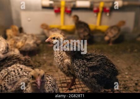 Einheimische japanische Wachteln gehalten Baby Hühner werden in einem Bruder in einem Hühnerstall gehalten, Nahaufnahme Stockfoto