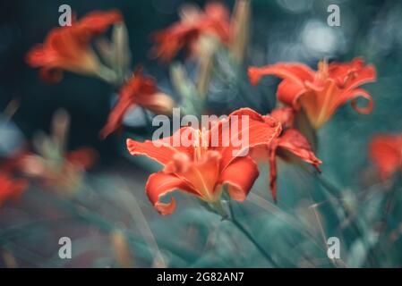 Nahaufnahme von blühenden orangen Lilienblüten Stockfoto