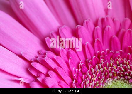 Rosa Gerbera Nahaufnahme. Rosa Blume Hintergrund. Schöne Sommer floralen Hintergrund. Stockfoto