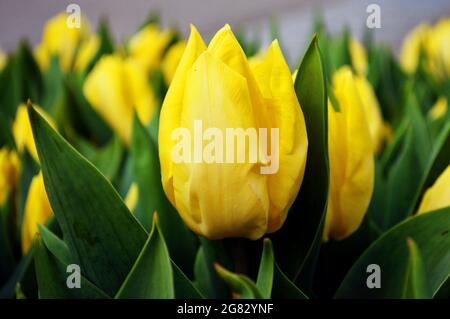 Die Besten Blumen Stockfoto