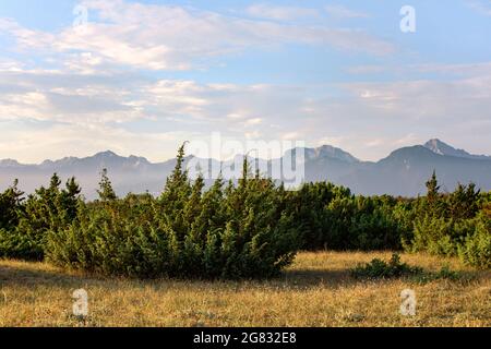 Landschaftlich reizvolle Landschaft mit Bergkette im Hintergrund. Migliarino san rossore National Park. Nördlicher apennin in der Ferne sichtbar, Küstenvegetati Stockfoto