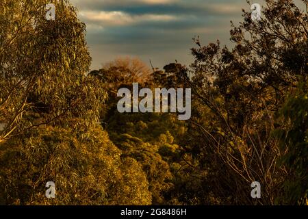 Sonnenuntergang über dem Buschland Stockfoto