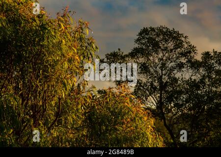 Gummibäume im Abendlicht Stockfoto