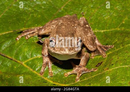 Roths Baumfrosch auf grünem Blatt Stockfoto