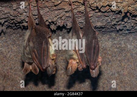 Australische Geisterbats auf dem Zimmer Stockfoto