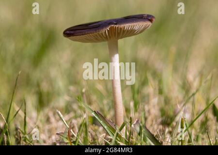 Einzelner Toadhocker, der auf einem grasbewachsenen Feld steht Stockfoto