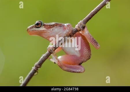 Nördlicher Zwergbaumfrosch auf Baumzweig Stockfoto