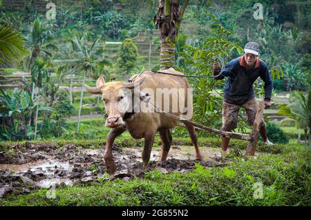 Ein Büffel wurde in einem überfluteten Reisfeld in Bali, Indonesien, zu einem furowenden Pflug gespannt. Stockfoto