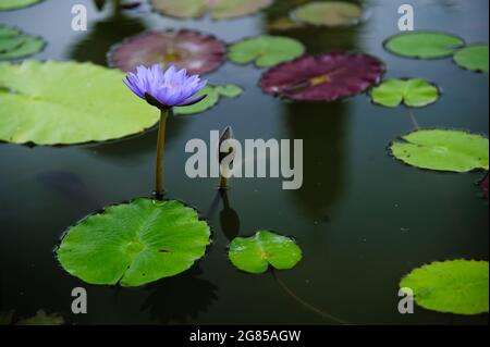 Viloet Lotus mit Knospe und grünen Pads in kleiner grüner Pfütze Stockfoto