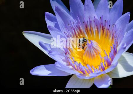 Eine Biene bleibt mit gelbem Pollen von violettem Lotus im schwarzen Schattenhintergrund Stockfoto