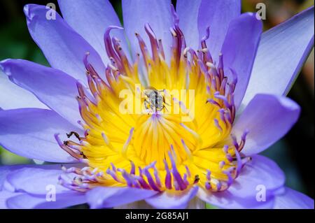 Eine Biene bleibt mit gelbem Pollen von violettem Lotus im schwarzen Schattenhintergrund Stockfoto