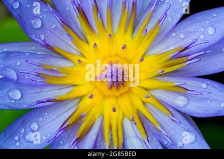 Lila Seerose, violette Lotusblüte mit gelbem Pollen bedeckt von kleinen Tropfen Regen mit grünem Pad und kleiner Pfütze im Hintergrund Stockfoto