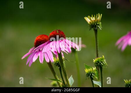 Nahaufnahme eines hübschen purpurnen Blütenpaares (Echinacea purea) in voller Blüte mit defokussierter Hintergrundfarbe Stockfoto