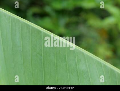 Nahaufnahme des Bananenblatts mit Kopierbereich und weichem, unscharfem grünen Hintergrund Stockfoto