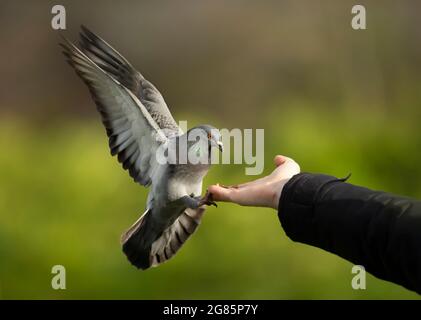 Nahaufnahme einer Feral-Taube, die auf einer Hand landet, Großbritannien. Stockfoto