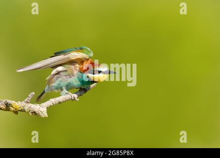 Porträt eines hochgehockten Bienenfressers im Sommer, Bulgarien. Stockfoto