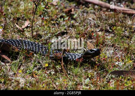 Black Tiger Snake im Gras am Lake St. Clair in Tasmanien. Die Schlange des schwarzen Tigers ist eine sehr giftige Schlange. Stockfoto