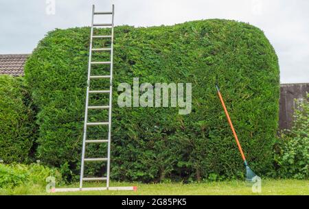 Eine Leiter und ein Rechen, die sich an einer neu geschnittenen, hohen, grünen Nadelgehecke in einem Vorstadtgarten lehnen. Stockfoto