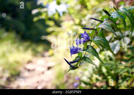 Wunderschöne riesige Glockenblume mit blauen Blumen, die auf der Seite einer Waldstraße in den Karpaten wächst Stockfoto