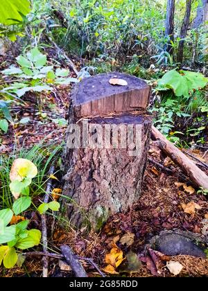 Ein gefällten Baum im Wald. Querschnitt des Baumes. Stockfoto