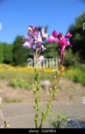Linaria auch als Toadflax bekannt. Wilde Blumen auf unscharfem Hintergrund Stockfoto