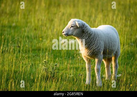 Ein kleines niedliches, sonnenbeschienes Maultier-Lamm, das in der Frühjahrszeit allein auf dem Feldgras steht (Vorderansicht aus der Nähe) - Yorkshire, England, GB, Großbritannien. Stockfoto