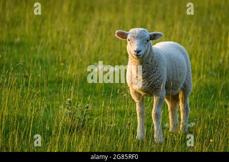 Ein kleines niedliches, sonnenbeschienes Maultier-Lamm, das in der Frühjahrszeit allein auf dem Feldgras steht (Vorderansicht aus der Nähe) - Yorkshire, England, GB, Großbritannien. Stockfoto