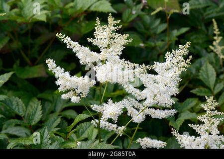 Astilbe Bumaldda x arendsii Falsche Ziegen Bart Falsche Spitzen weiße Blütenplume Stockfoto