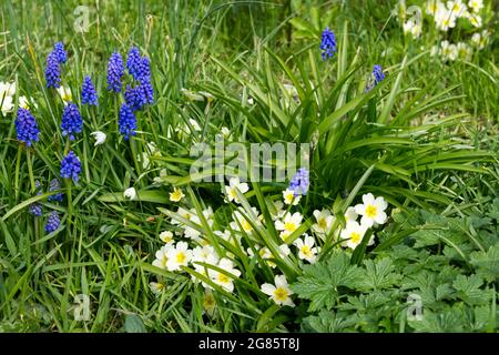 primeln (primula vulgaris) und Traubenhyazinthen (Muscari) blühen in einem Frühlingsgarten Großbritannien April Stockfoto