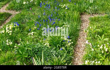 primeln (primula vulgaris) und Traubenhyazinthen (Muscari) blühen in einem Frühlingsgarten Großbritannien April Stockfoto