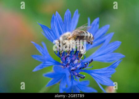 Eine westliche Honigbiene, APIs mellifera, sammelt in Nahaufnahme Pollen von einer wunderschönen blauen Kornblume Stockfoto