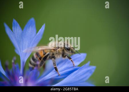Eine westliche Honigbiene, APIs mellifera, sammelt in Nahaufnahme Pollen von einer wunderschönen blauen Kornblume Stockfoto