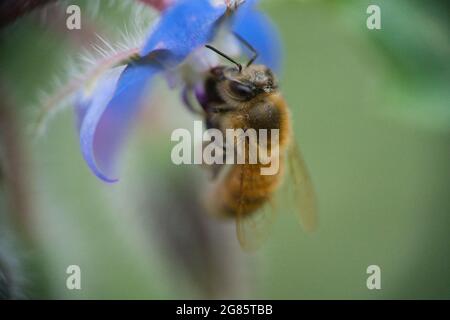 Eine westliche Honigbiene, APIs mellifera, sammelt in Nahaufnahme Pollen von einer wunderschönen blauen Kornblume Stockfoto