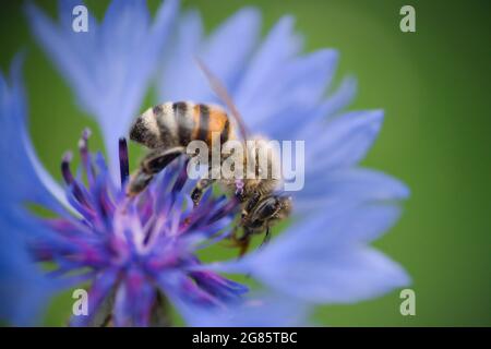 Eine westliche Honigbiene, APIs mellifera, sammelt in Nahaufnahme Pollen von einer wunderschönen blauen Kornblume Stockfoto