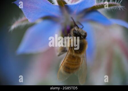 Eine westliche Honigbiene, APIs mellifera, sammelt in Nahaufnahme Pollen von einer wunderschönen blauen Kornblume Stockfoto