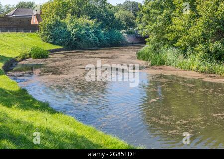 Der Royal Military Canal, Hythe mit Algen bedeckt. Stockfoto