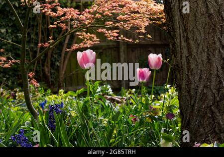 Tulpen ( tulipa ollioules ) und acer (Acer palmatum Orange Dream) blühen in einem Frühlingsgarten UK April Stockfoto