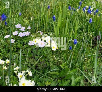 Frühlingsblumen, Blauholzanemone (Anemone nemorosa Robinsoniana) Primeln und Muscari, die im Gras wachsen April UK Stockfoto