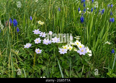 Frühlingsblumen, Blauholzanemone (Anemone nemorosa Robinsoniana) Primeln und Muscari, die im Gras wachsen April UK Stockfoto