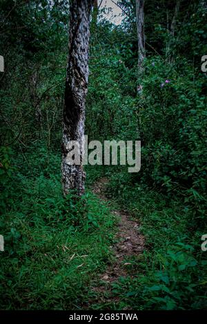 Der Weg zur Plantage, der nur von zweirädrigen Fahrzeugen befahren werden kann Stockfoto